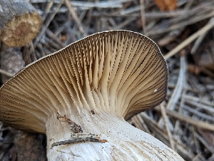  (Lyophyllum sp. semitale-PNW01 - HAY-F-002852)  @11 [ ] by-nc (2023) Stu Pickell Fungal Diversity Survey