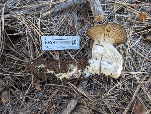  ( - HAY-F-002852)  @11 [ ] by-nc (2023) Stu Pickell Fungal Diversity Survey