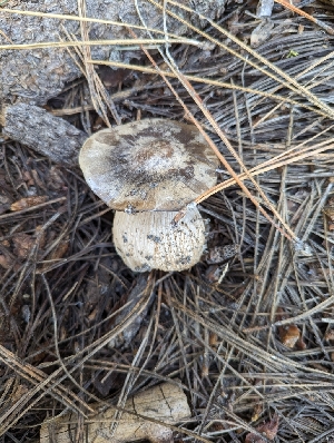  ( - HAY-F-002852)  @11 [ ] by-nc (2023) Stu Pickell Fungal Diversity Survey