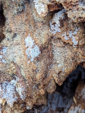  ( - HAY-F-002862)  @11 [ ] by-nc (2023) Stu Pickell Fungal Diversity Survey