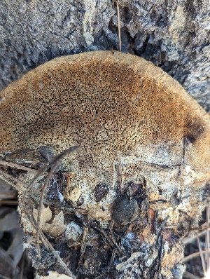  ( - HAY-F-002863)  @11 [ ] by-nc (2023) Stu Pickell Fungal Diversity Survey