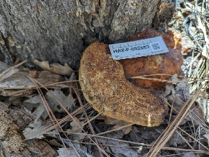  ( - HAY-F-002863)  @11 [ ] by-nc (2023) Stu Pickell Fungal Diversity Survey