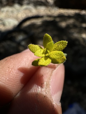  ( - HAY-F-002684)  @11 [ ] c (2023) Rudy Diaz Fungal Diversity Survey