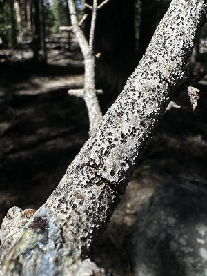  (Godroniaceae - HAY-F-002682)  @11 [ ] c (2023) Rudy Diaz Fungal Diversity Survey