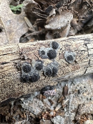  ( - HAY-F-002681)  @11 [ ] c (2023) Rudy Diaz Fungal Diversity Survey