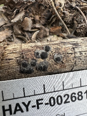  ( - HAY-F-002681)  @11 [ ] c (2023) Rudy Diaz Fungal Diversity Survey