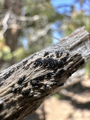  ( - HAY-F-002687)  @11 [ ] c (2023) Rudy Diaz Fungal Diversity Survey