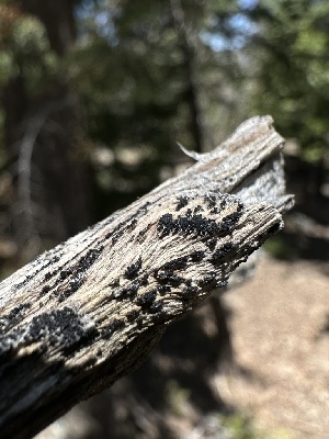  (Coniochaeta sp. CA01 - HAY-F-002687)  @11 [ ] c (2023) Rudy Diaz Fungal Diversity Survey
