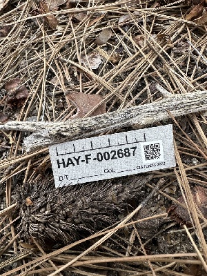  ( - HAY-F-002687)  @11 [ ] c (2023) Rudy Diaz Fungal Diversity Survey