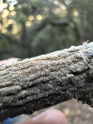  ( - HAY-F-002659)  @11 [ ] c (2023) Rudy Diaz Fungal Diversity Survey