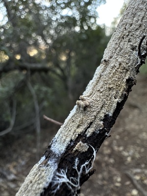  ( - HAY-F-002659)  @11 [ ] c (2023) Rudy Diaz Fungal Diversity Survey