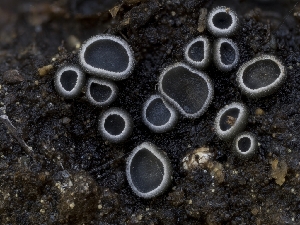  (Trichobelonium - HAY-F-002865)  @11 [ ] by-nc (2023) Stu Pickell Fungal Diversity Survey