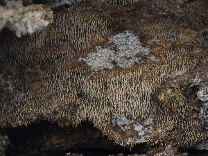  ( - HAY-F-002862)  @11 [ ] by-nc (2023) Stu Pickell Fungal Diversity Survey