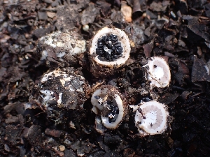  (Schenella pityophila - HAY-F-003570)  @11 [ ] by-nc (2023) Sadie Hickey Fungal Diversity Survey