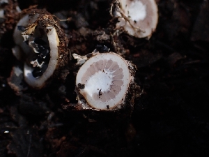  ( - HAY-F-003570)  @11 [ ] by-nc (2023) Sadie Hickey Fungal Diversity Survey