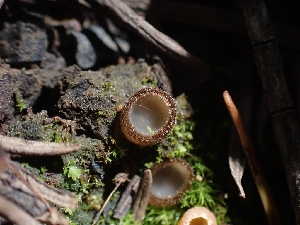  (Perilachnea - HAY-F-003572)  @11 [ ] by-nc (2023) Sadie Hickey Fungal Diversity Survey