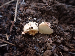  ( - HAY-F-003579)  @11 [ ] by-nc (2023) Sadie Hickey Fungal Diversity Survey