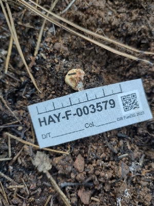  ( - HAY-F-003579)  @11 [ ] by-nc (2023) Sadie Hickey Fungal Diversity Survey