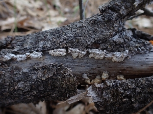  ( - HAY-F-003582)  @11 [ ] by-nc (2023) Sadie Hickey Fungal Diversity Survey