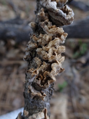  ( - HAY-F-003582)  @11 [ ] by-nc (2023) Sadie Hickey Fungal Diversity Survey
