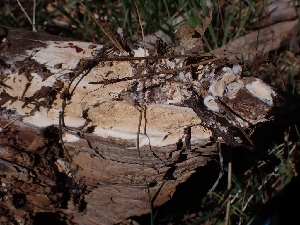  ( - HAY-F-003583)  @11 [ ] by-nc (2023) Sadie Hickey Fungal Diversity Survey