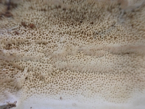  ( - HAY-F-003583)  @11 [ ] by-nc (2023) Sadie Hickey Fungal Diversity Survey