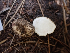  ( - HAY-F-003584)  @11 [ ] by-nc (2023) Sadie Hickey Fungal Diversity Survey