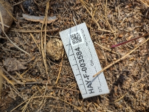 ( - HAY-F-003584)  @11 [ ] by-nc (2023) Sadie Hickey Fungal Diversity Survey
