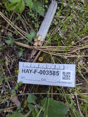  ( - HAY-F-003585)  @11 [ ] by-nc (2023) Sadie Hickey Fungal Diversity Survey