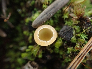  ( - HAY-F-003585)  @11 [ ] by-nc (2023) Sadie Hickey Fungal Diversity Survey