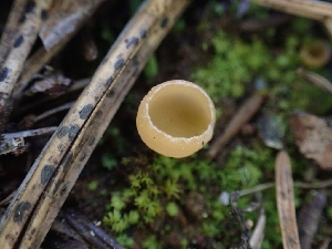  ( - HAY-F-003585)  @11 [ ] by-nc (2023) Sadie Hickey Fungal Diversity Survey