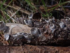  ( - HAY-F-003586)  @11 [ ] by-nc (2023) Sadie Hickey Fungal Diversity Survey