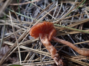  ( - HAY-F-003666)  @11 [ ] by-nc (2023) Sadie Hickey Fungal Diversity Survey