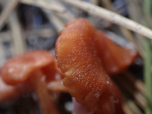  ( - HAY-F-003666)  @11 [ ] by-nc (2023) Sadie Hickey Fungal Diversity Survey