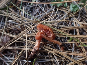  ( - HAY-F-003666)  @11 [ ] by-nc (2023) Sadie Hickey Fungal Diversity Survey