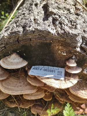  ( - HAY-F-003591)  @11 [ ] by-nc (2023) Sadie Hickey Fungal Diversity Survey