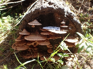  ( - HAY-F-003591)  @11 [ ] by-nc (2023) Sadie Hickey Fungal Diversity Survey
