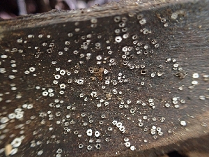  ( - HAY-F-003593)  @11 [ ] by-nc (2023) Sadie Hickey Fungal Diversity Survey