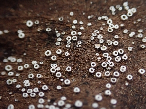  ( - HAY-F-003593)  @11 [ ] by-nc (2023) Sadie Hickey Fungal Diversity Survey