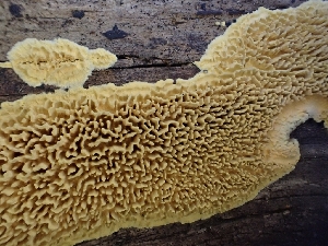  (Pirex - HAY-F-003594)  @11 [ ] by-nc (2023) Sadie Hickey Fungal Diversity Survey