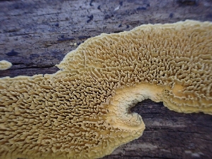  ( - HAY-F-003594)  @11 [ ] by-nc (2023) Sadie Hickey Fungal Diversity Survey