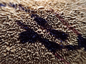  ( - HAY-F-003594)  @11 [ ] by-nc (2023) Sadie Hickey Fungal Diversity Survey