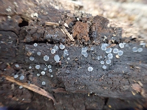  ( - HAY-F-003595)  @11 [ ] by-nc (2023) Sadie Hickey Fungal Diversity Survey