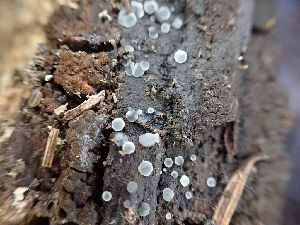  ( - HAY-F-003595)  @11 [ ] by-nc (2023) Sadie Hickey Fungal Diversity Survey