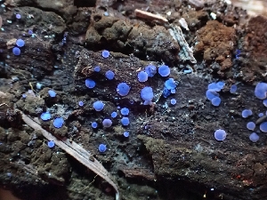  ( - HAY-F-003595)  @11 [ ] by-nc (2023) Sadie Hickey Fungal Diversity Survey