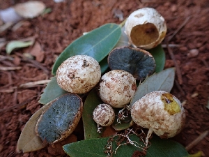  (Hysterangium sp. separabile-CA01 - HAY-F-003590)  @11 [ ] by-nc (2023) Sadie Hickey Fungal Diversity Survey