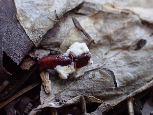  (Beauveria - HAY-F-003589)  @11 [ ] by-nc (2023) Sadie Hickey Fungal Diversity Survey