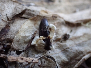  ( - HAY-F-003589)  @11 [ ] by-nc (2023) Sadie Hickey Fungal Diversity Survey