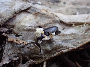 ( - HAY-F-003589)  @11 [ ] by-nc (2023) Sadie Hickey Fungal Diversity Survey