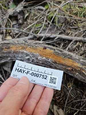  ( - HAY-F-000752)  @11 [ ] by (2023) Mandy Hackney Fungal Diversity Survey